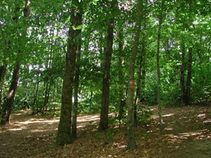 L’accès au petit bois de la Chapelière est désormais interdit.